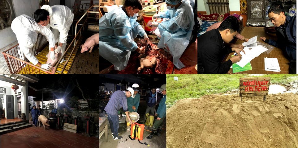 Tiêu hủy lợn mắc ASF tại Hưng Yên.