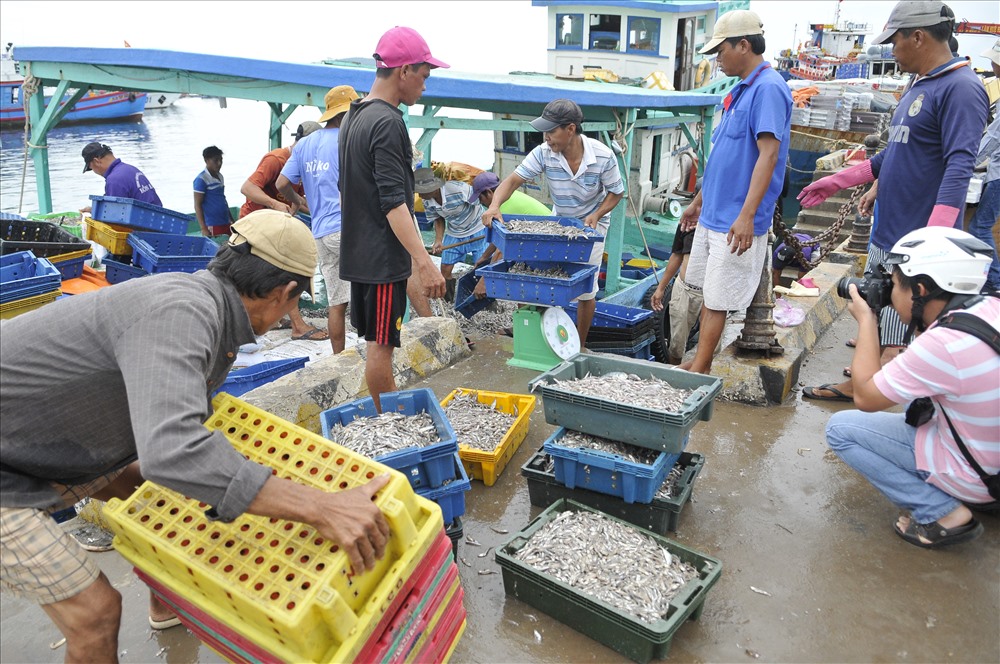 Ngư dân Phú Quốc đánh bắt cá cơm làm nguyên liệu sản xuất nước mắm truyền thống