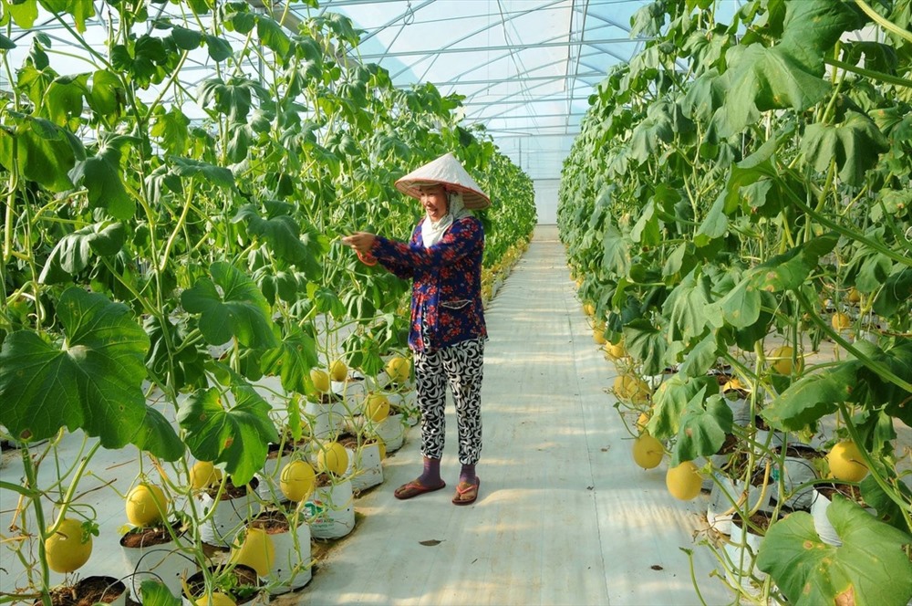 Các dự án trồng rau trong nhà màng đang xuất hiện rất nhiều ở các tỉnh miền Đông nam bộ. Ảnh: Q.H