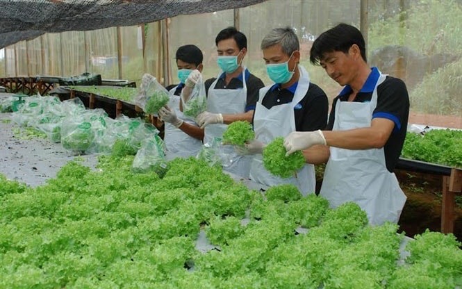 Rau xanh trồng trong nhà màng ở tỉnh Đồng Nai. Ảnh: Q.H