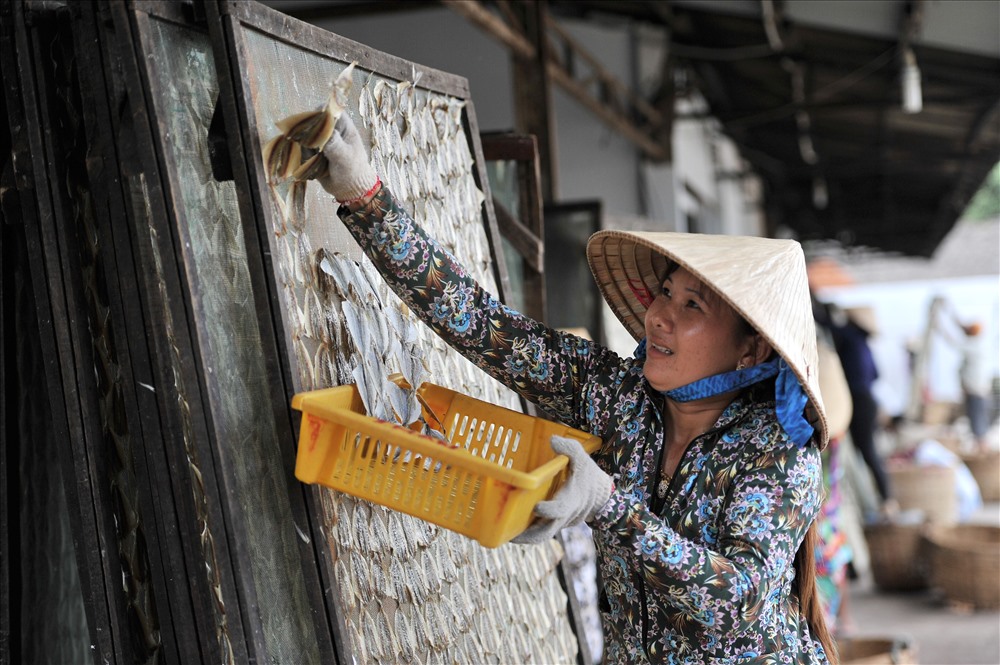 Thu gom cá ngân chỉ khô