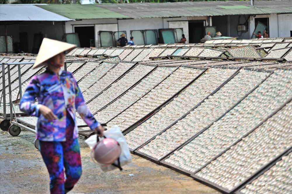 Cá ngân chỉ trên giàn phơi