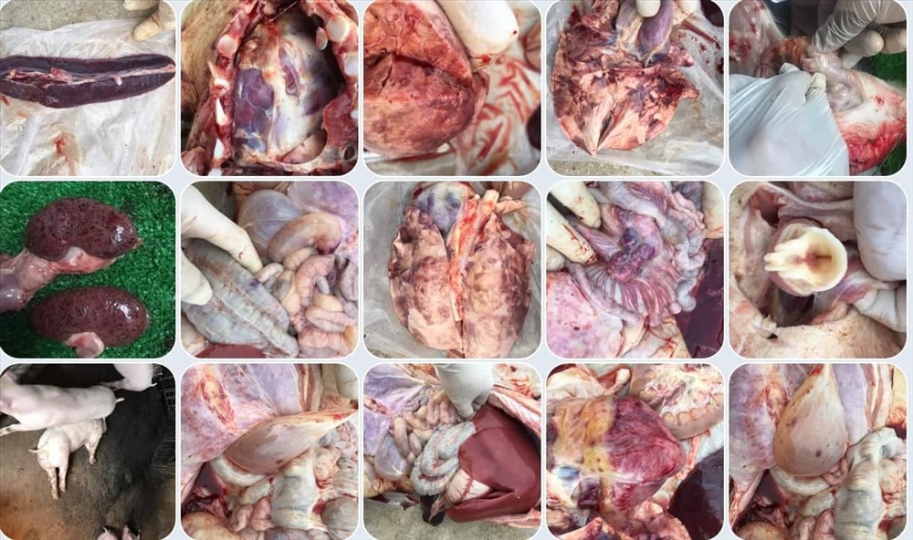 Hình ảnh đáng sợ của nội tạng lợn bị nhiễm dịch tả lợn châu Phi. Ảnh: Cục Thú y