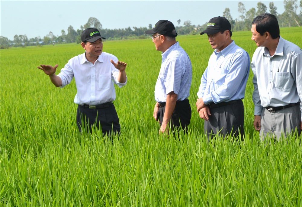 Bộ trưởng Bộ NNPTNT Nguyễn Xuân Cường đi thực tế vùng trồng lúa ở Đồng Tháp. Ảnh: Lục Tùng