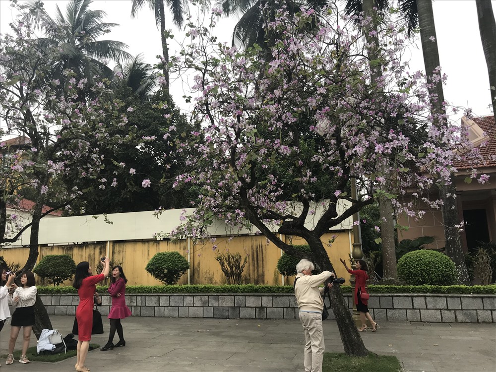 Nhiều người tranh thủ thời gian đi chụp hoa ban ở Hà Nội.