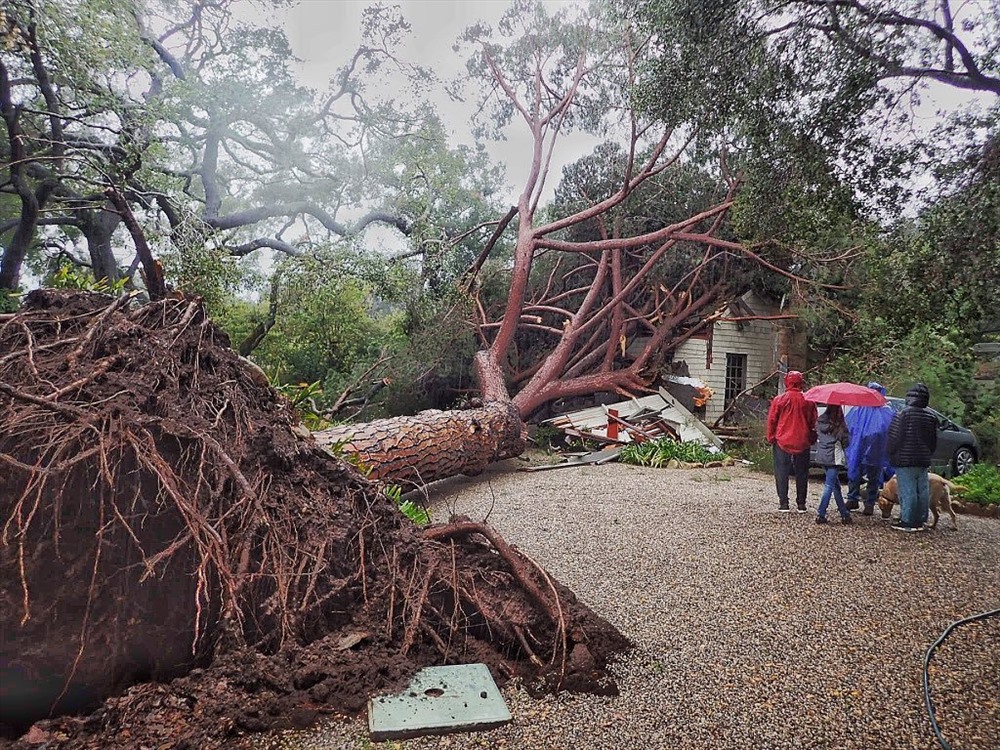 Một cây thông đá lớn khoảng 100 tuổi đã đổ xuống đường phố Santa Barbara, Califonia.