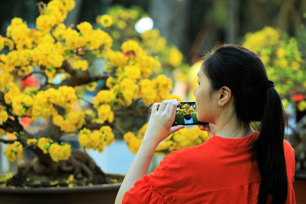Một cô gái trẻ đang say đắm bên chậu mai vàng rực - loài hoa đặc trưng của mảnh đất phương Nam. Ảnh: Trường Sơn