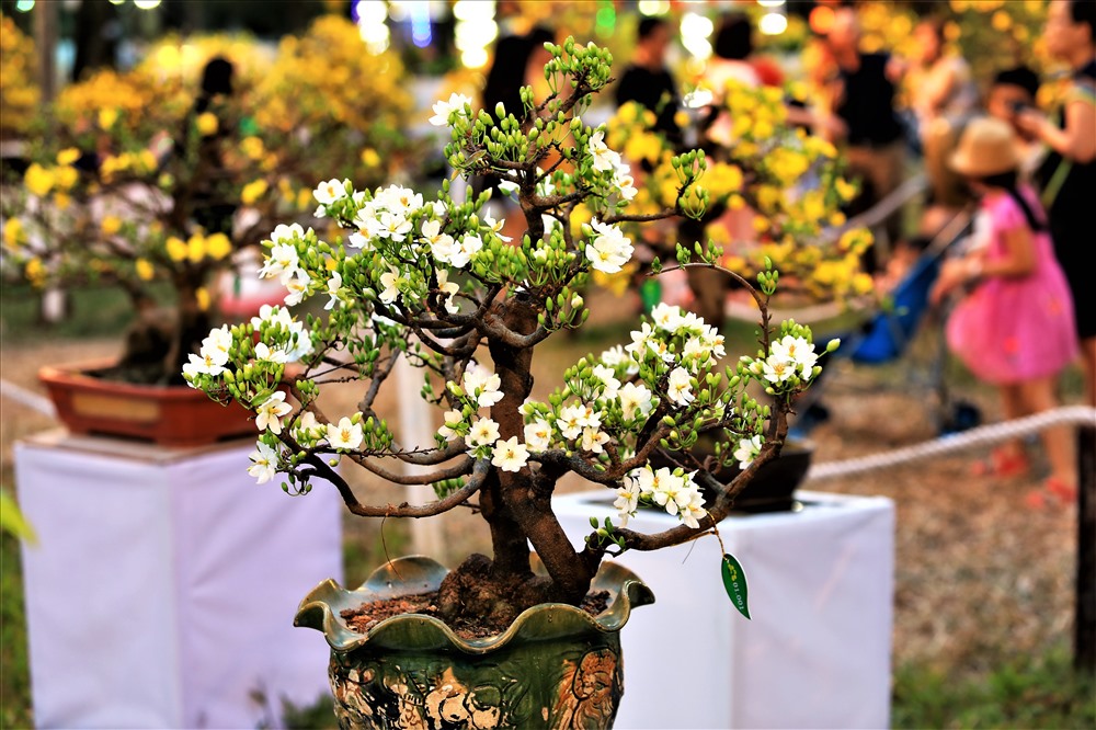 Một cây mai trắng - hay còn gọi là bạch mai - rất quý hiếm được trưng bày tại Hội Hoa Xuân - thu hút rất nhiều sự quan tâm của du khách. Ảnh: Trường Sơn
