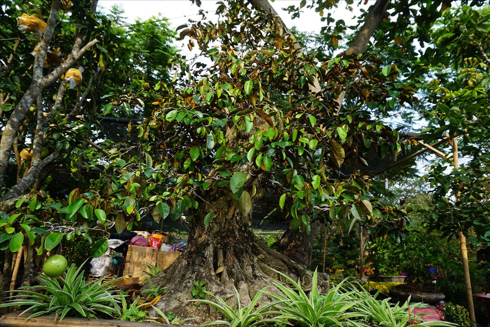 Cây vú sữa trĩu quả cao khoảng 2 m, gốc to, cành lá sum suê và đặc biệt là rất nhiều quả… đang chín tại hội hoa xuân Phú Mỹ Hưng.