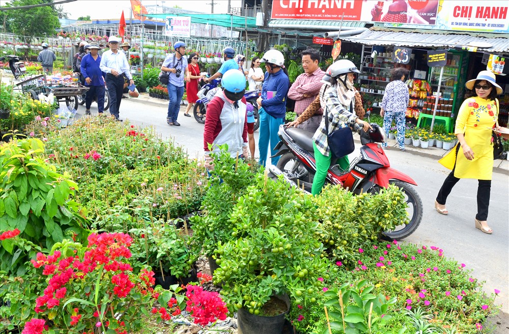 Không còn “đóng cửa“, giờ nhà vườn ở Sa Đéc còn tìm mọi cách để trưng hoa thu hút du khách. Ảnh: Lục Tùng