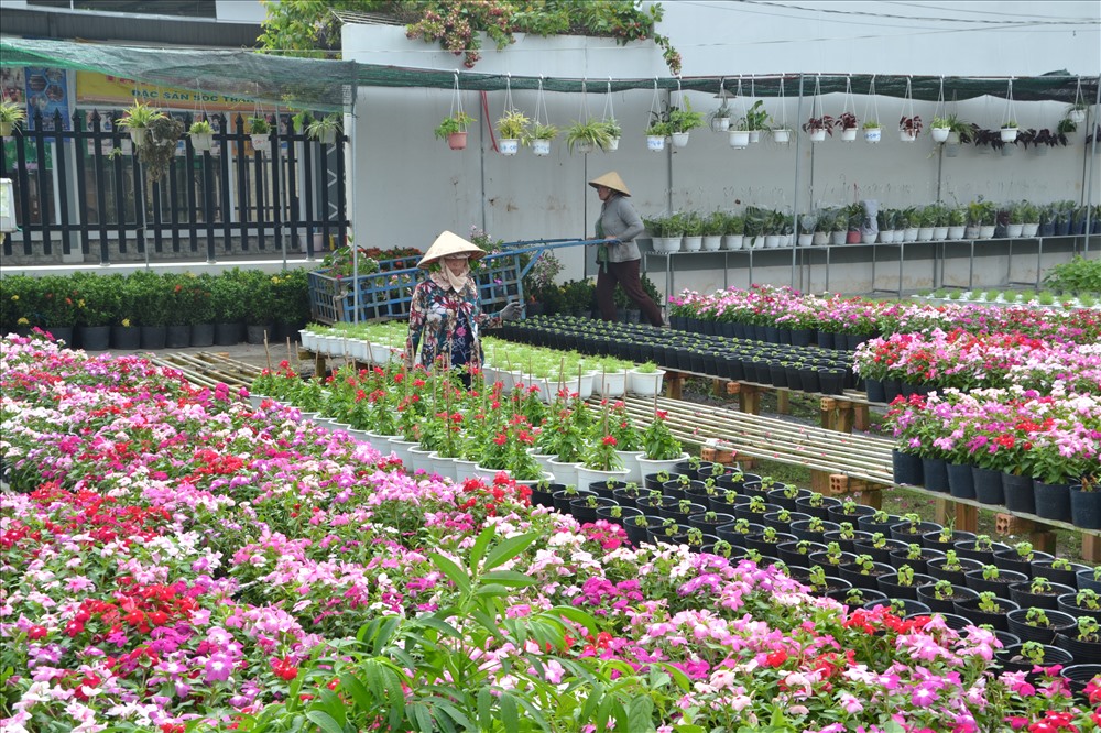 Một góc vườn hoa ở Sa Đéc. Ảnh: Lục Tùng