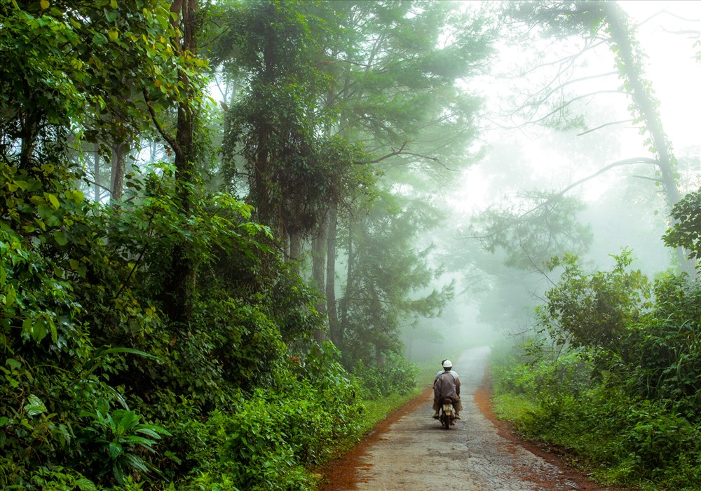 Con đường cắt qua rừng thông buổi sớm mai. Ảnh: Bôn Nguyễn.
