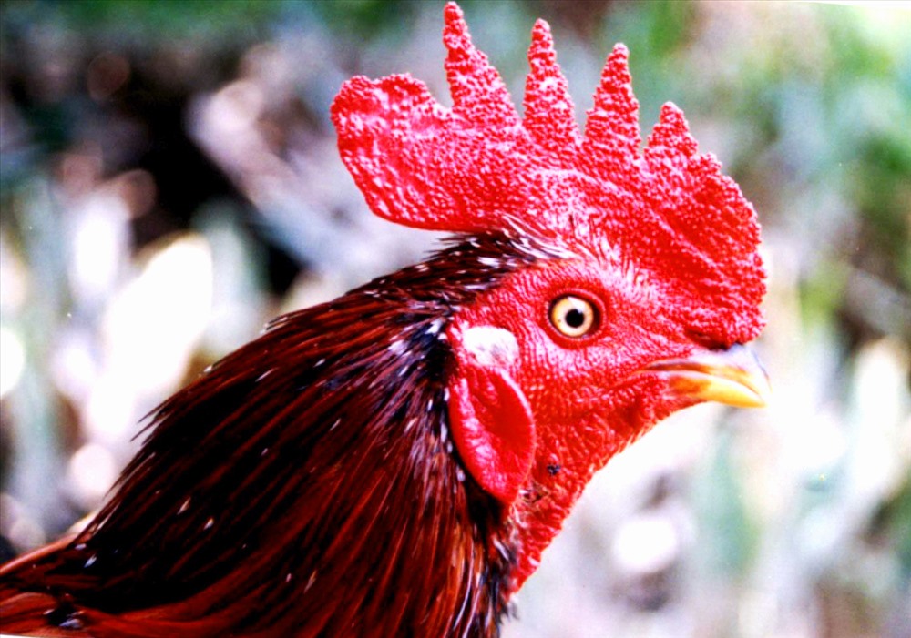 Chiêm ngưỡng top 99 hình ảnh gà chọi đẹp nhất thế giới