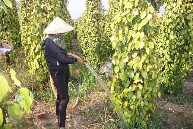 Sau cơn sốt giá tiêu năm 2014, người nông dân đua nhau mở rộng diện tích trồng loại cây được ví như “vàng đen” 