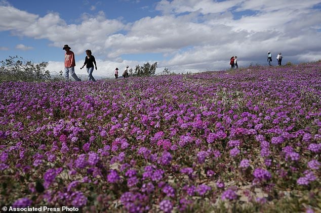 Từ những bông hoa loa kèn sa mạc vào nở vào tháng 12, một đợt hoa dại đã nở rộ trên sa mạc Anza-Borrego, trong một màu sắc rực rỡ đến mức có thể nhìn thấy từ ngọn núi cao hàng nghìn mét phía trên. 