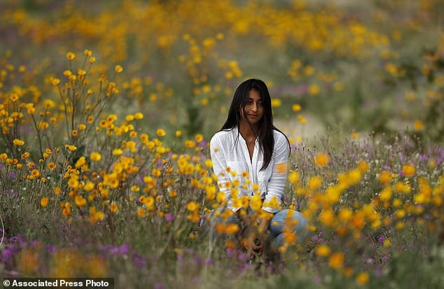 Ở California, siêu nở hoa xảy ra khoảng một lần trong một thập kỷ ở một khu vực nhất định, nếu có hạn hán thì điều đó ít xảy ra. 