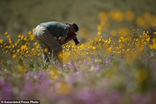 Một người đàn ông đang ghi lại những bức ảnh trong đợt “siêu nở hoa“.