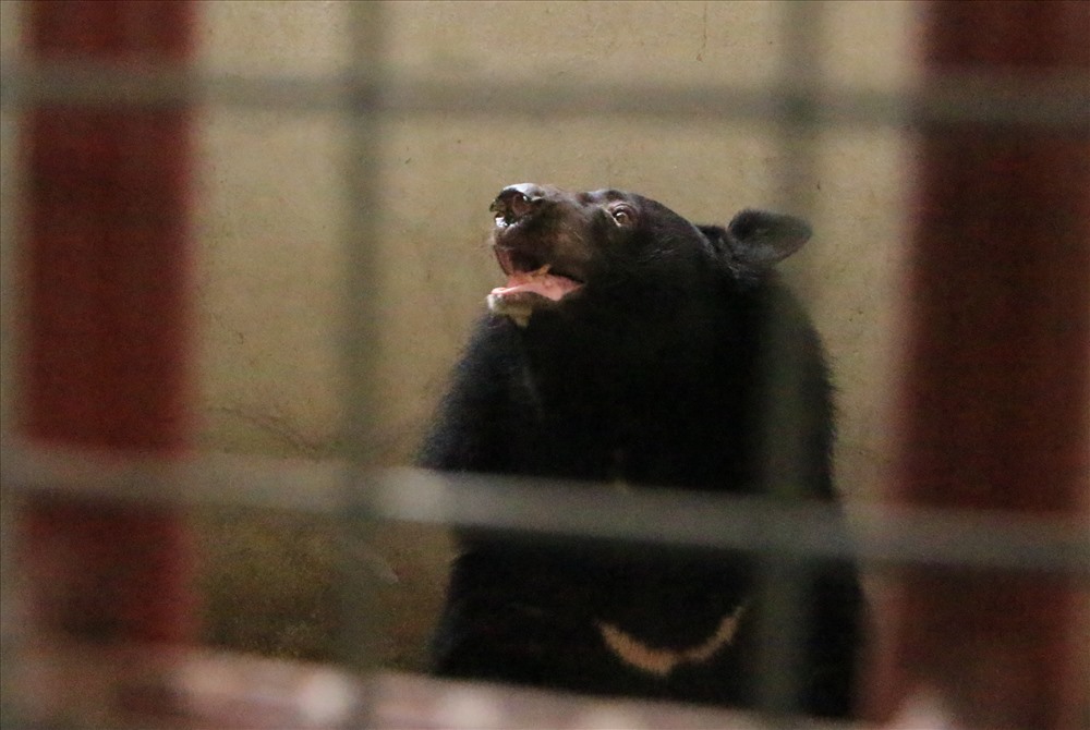 Một chú gấu bị nuôi nhốt trong chuồng chưa đầy 10m2.