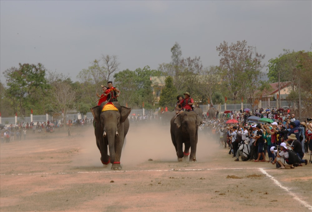 Phía sau, hai voi nhà quyết liệt trên từng chặng đường để vươn lên về đích.