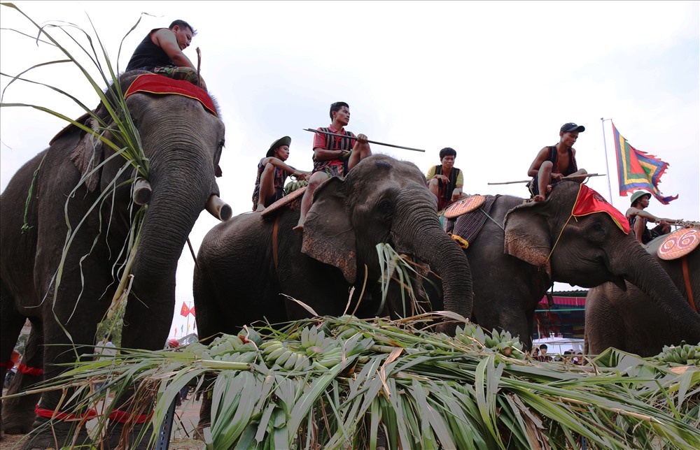 Sau khi mất nhiều sức trong cuộc đua, 16 chú voi nhà được ban tổ chức chiêu đãi tiệc Buffet hoành tráng để lấy lại sức.