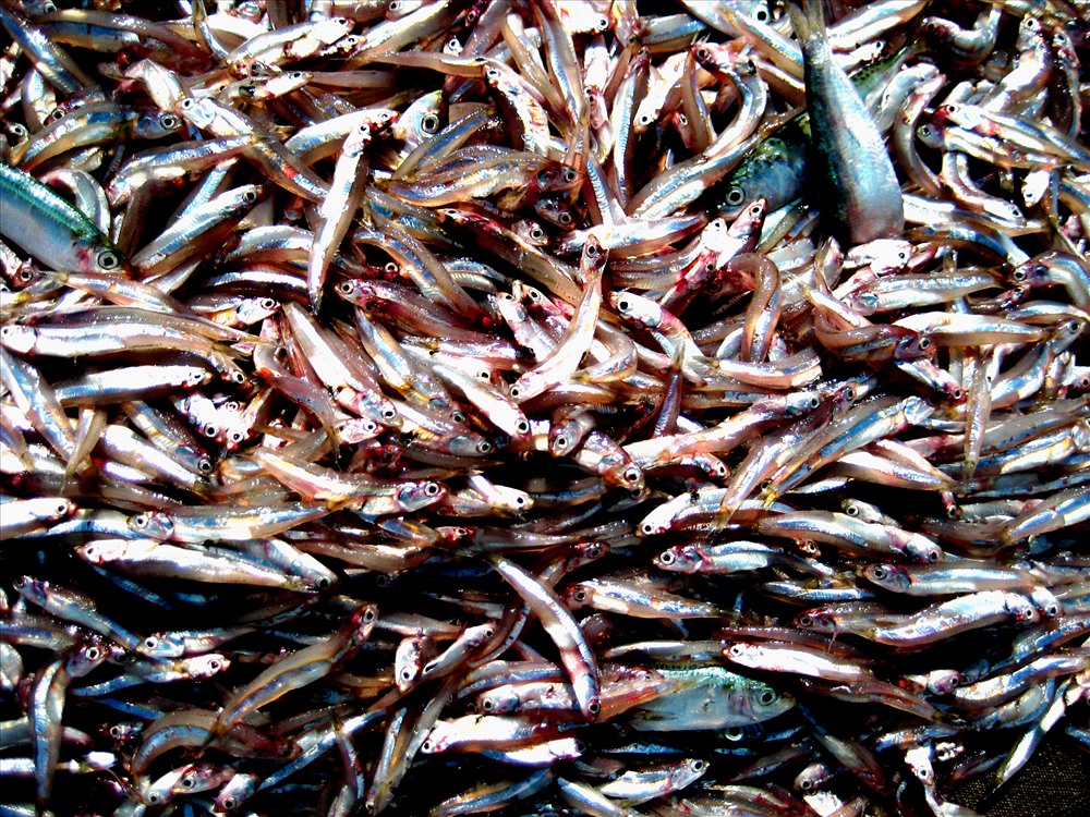 NMPQ được chế biến từ cá cơm đặc hữu vùng biển Tây Tổ quốc. Ảnh: Lục Tùng