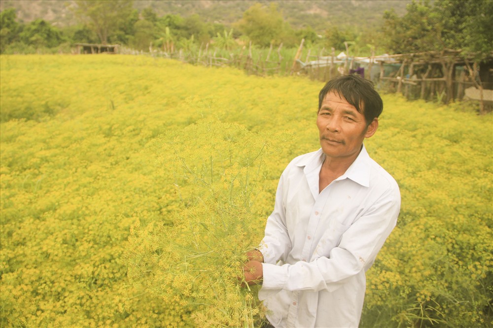 Từng bông hoa Thì Là li ti nở, óng ánh đẹp quyến rũ dưới ánh nắng mặt trời.