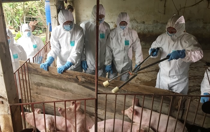 Cơ quan chức năng tiến hành tiêu độc khử trùng, vệ sinh chuồng trại nhằm ngăn chặn dịch tả lợn châu Phi xâm nhiễm.