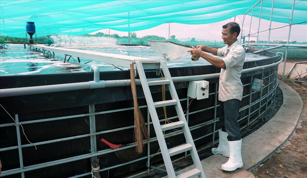 Công nghệ nuôi tôm ao nổi trông nhà kính tại Bạc Liêu đạt hiệu quả rất cao