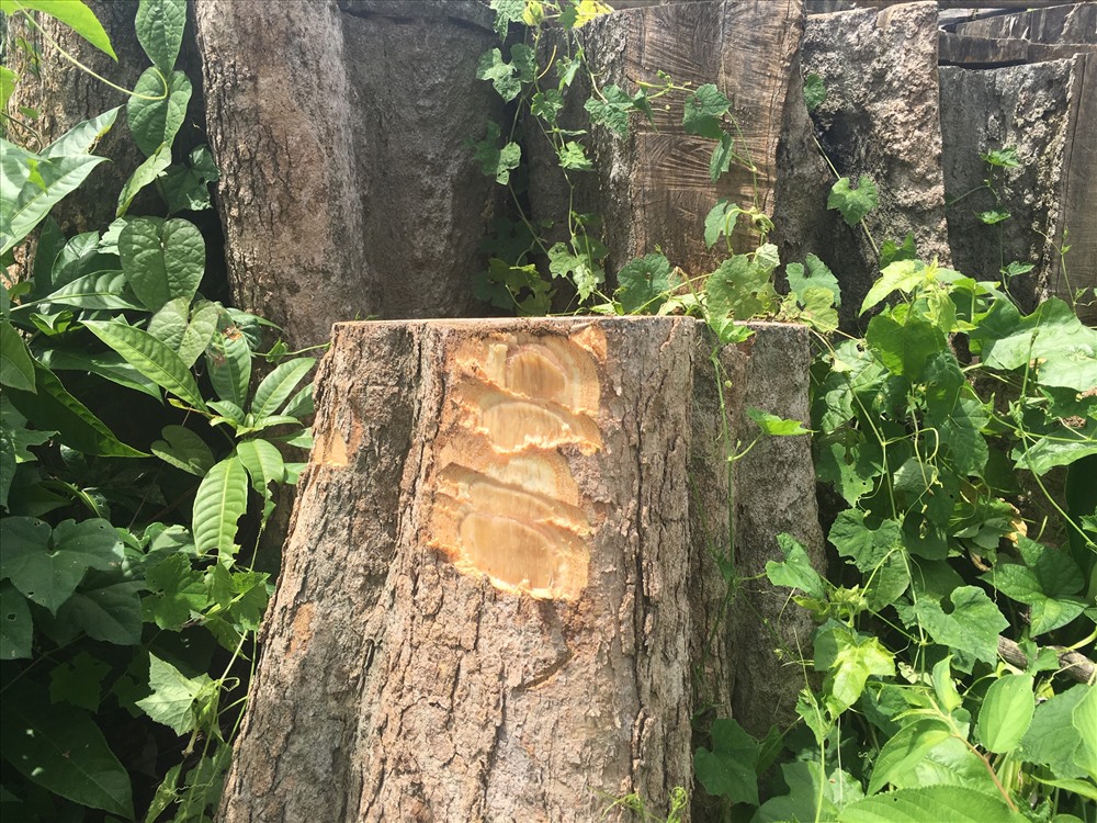 Không đề cập gốc cây còn tươi, Công an huyện Đồng Phú cho rằng cây cày được khai thác hợp pháp trước đó 18 tháng, từ tháng 4.2016, trước khi Thủ tướng Chính phủ lệnh đóng cửa rừng, nên kẻ chặt cây cây không vi phạm luật pháp. Ảnh: C.H