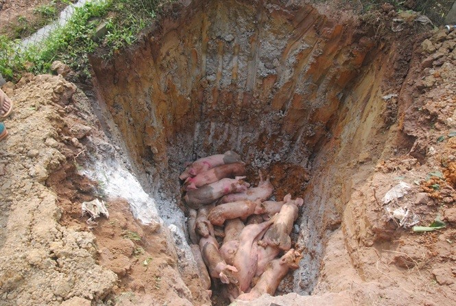 Tiêu hủy lợn bị dịch tả lợn châu Phi. Ảnh: PV