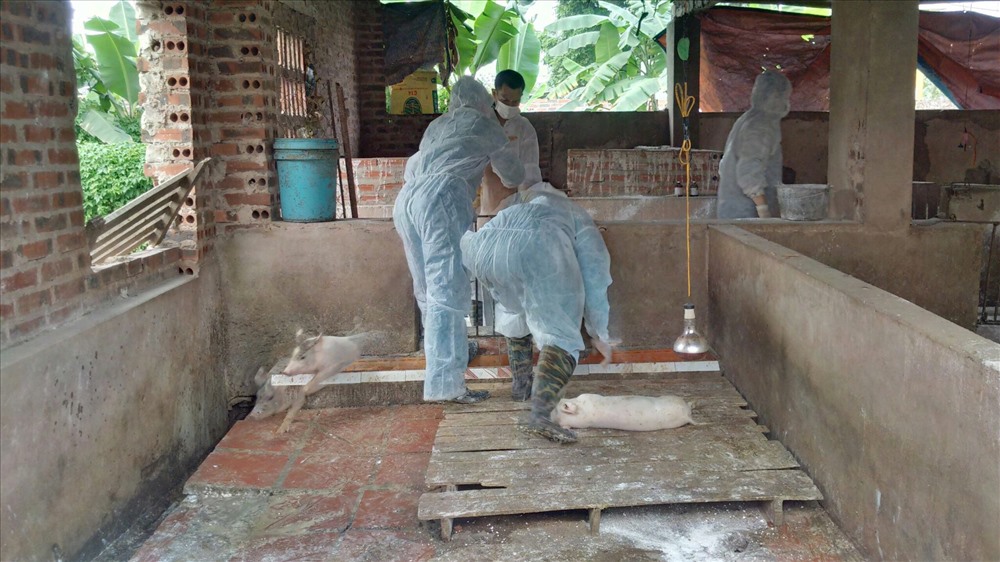 Lực lượng chức năng tiêu hủy đàn lợn nhiễm dịch tả lợn Châu Phi ở thị xã Đông Triều. Ảnh: BQN