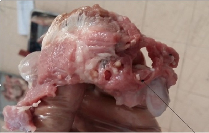 Mức độ nguy hiểm của bệnh sán dây lợn và cách phòng tránh