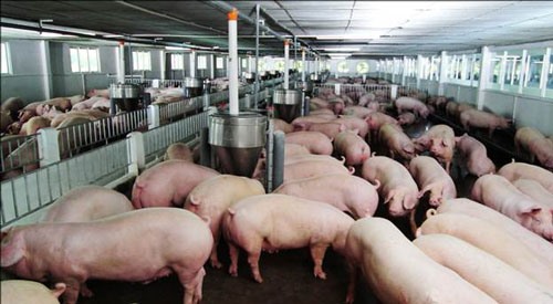 Một trại chăn nuôi lợn của Cty CP chăn nuôi Mitraco - Ảnh: Cty cung cấp