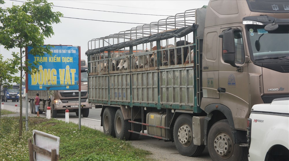 Công tác kiểm dịch động vật tại các chốt trên địa bàn Hà Tĩnh được tăng cường 