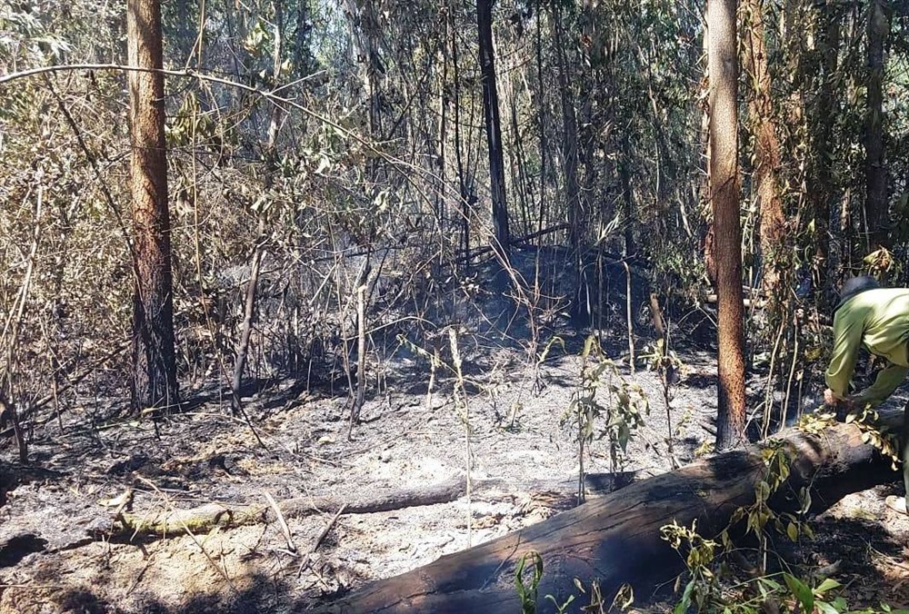 Khu vực cháy là hiện trạng rừng thông trồng. Ảnh BQL rừng Đắk Đoa