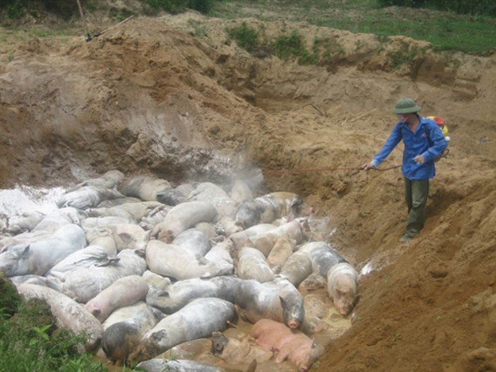 Tiêu hủy lợn nhiễm dịch tả lợn Châu Phi. Ảnh: Nguyễn Huân.