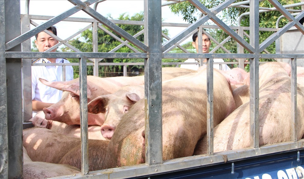 Kiểm soát chặt chẽ tình trạng nguồn động vật bên ngoài vào tỉnh Bình Dương.