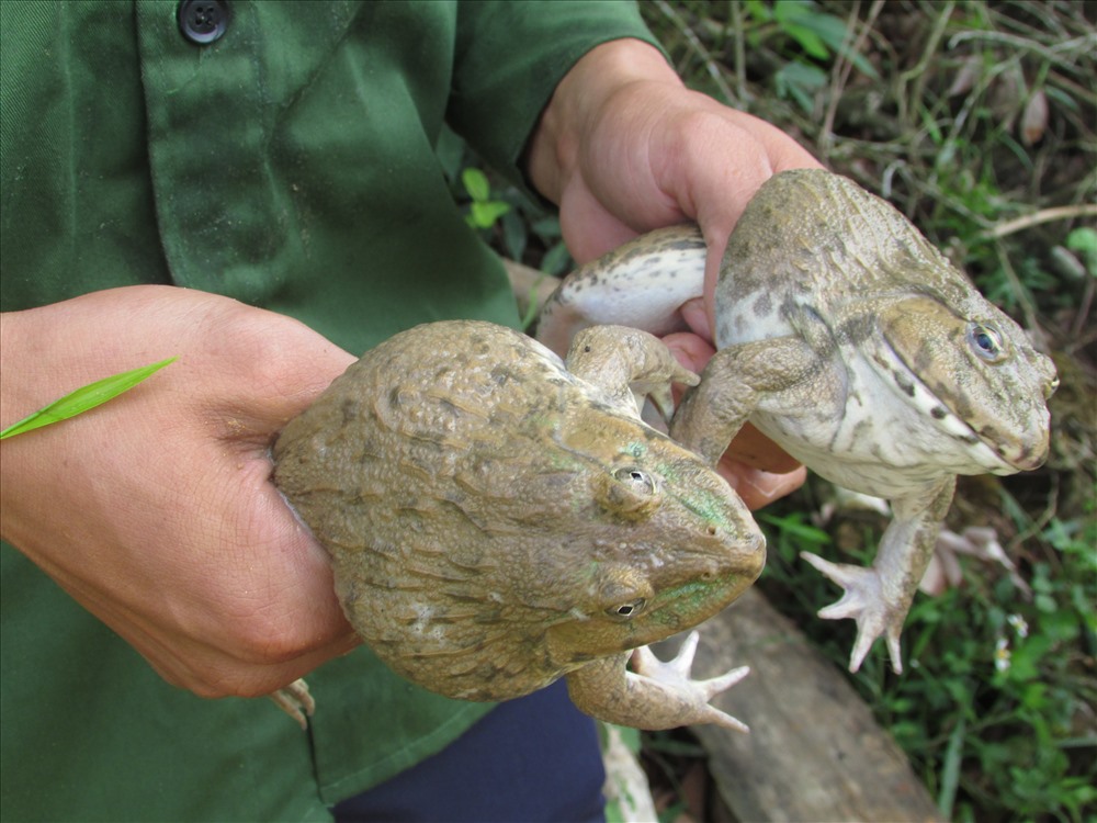 Giống ếch chăn nuôi mặt nước có trọng lượng tương đối lớn, 4-5 con/kg