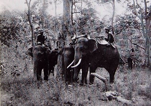Vua Săn Voi Y Thu và Amakong là dũng sĩ săn voi tài nghệ ở Tây Nguyên.   Trong ảnh là cảnh quay lại một ngày săn voi của các dũng sĩ Tây Nguyên trước đây.