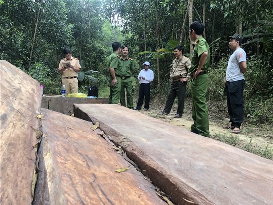 3 đối tượng vừa bị khởi tố vì tham gia trực tiếp vào quá trình phá rừng.
