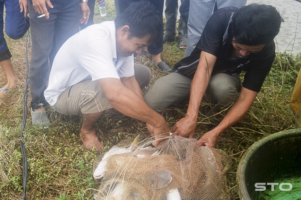 Kỹ thuật nuôi cá rô đầu vuông thương phẩm cho người mới nuôi