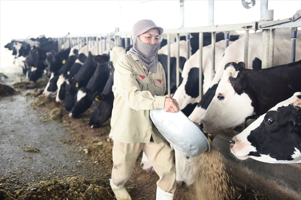 Vấn đề nguồn thức ăn, nước uống và sức khỏe của đàn bò luôn được quan tâm hàng đầu, nhằm đảm bảo chất lượng cho nguồn sữa tươi nguyên liệu.