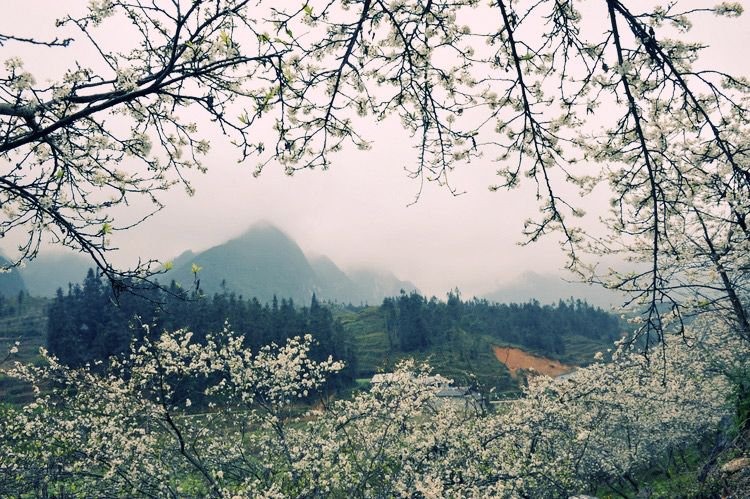 Mai Châu lưu giữ một vẻ đẹp lãng đãng, thơ mộng vào mùa hoa mơ, hoa mận.