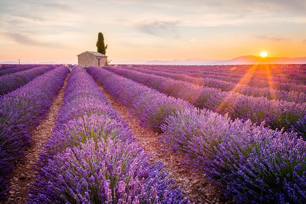 Miền Nam nước Pháp với cánh đồng hoa oải hương tím biếc…    