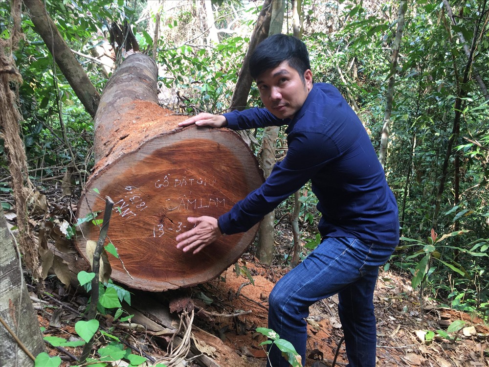Những cây gỗ có kích thước lớn bị khai thác trái phép.