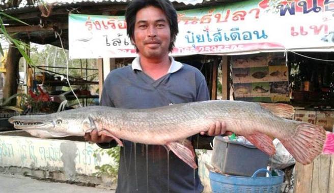 Mới đây, tại khu chợ thuộc tỉnh Buriam, Thái Lan, đã xuất hiện một con cá lạ dài tới 1m với hàm răng sắc nhọn và cái miệng trông giống như một con cá sấu.   