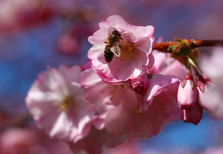 Một con ong tìm phấn hoa giữa hoa anh đào vào một ngày mùa xuân đầy nắng ở Lausanne, Thụy Sĩ. Ảnh: Reuters.