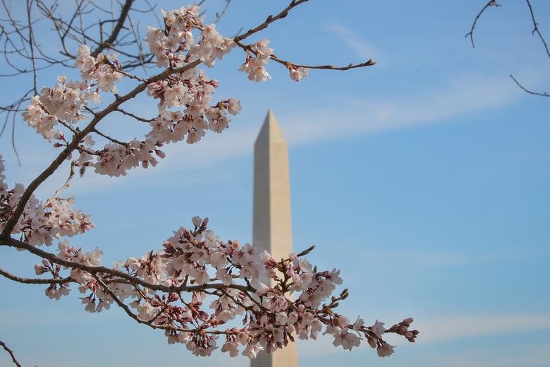 Hoa anh đào nổi tiếng của Washington, DC khoe sắc.