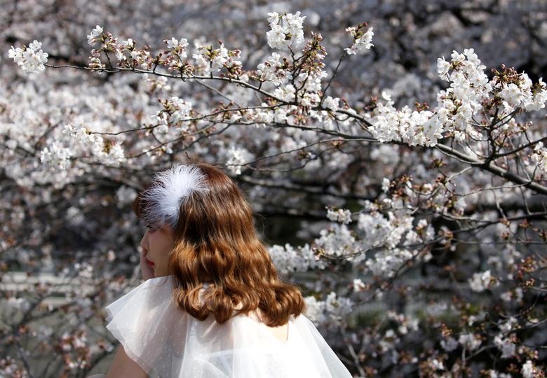Cô gái xinh đẹp chụp ảnh trước hoa anh đào đang nở rộ ở Tokyo, Nhật Bản. Ảnh: Reuters.