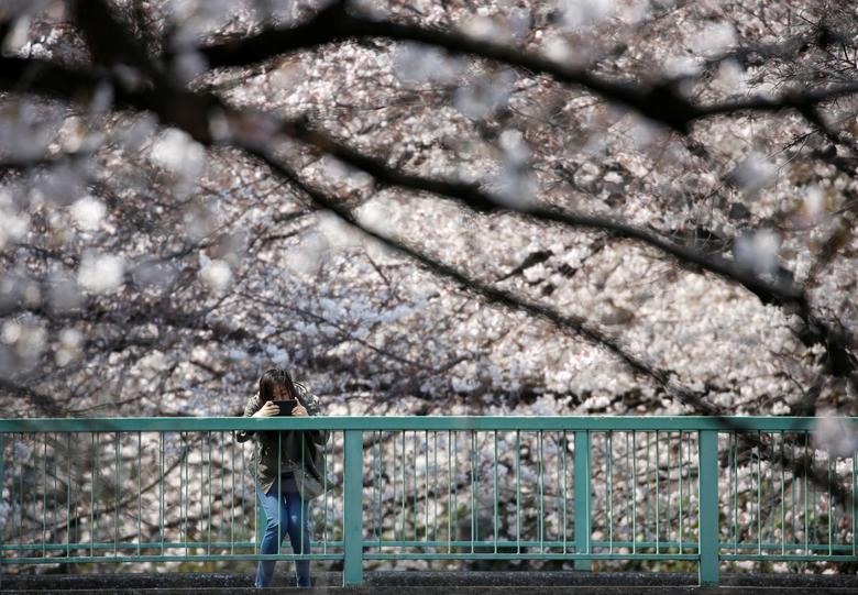  Đi trên bất kỳ con đường, góc phố hay lạc vào công viên, ngôi chùa nào của Nhật Bản, bạn cũng sẽ bắt gặp những cây hoa anh đào bung nở như chốn thần tiên. Trong hình là một người đàn ông ngắm hoa anh đào nở rộ ở Tokyo, Nhật Bản. Ảnh: Reuter.